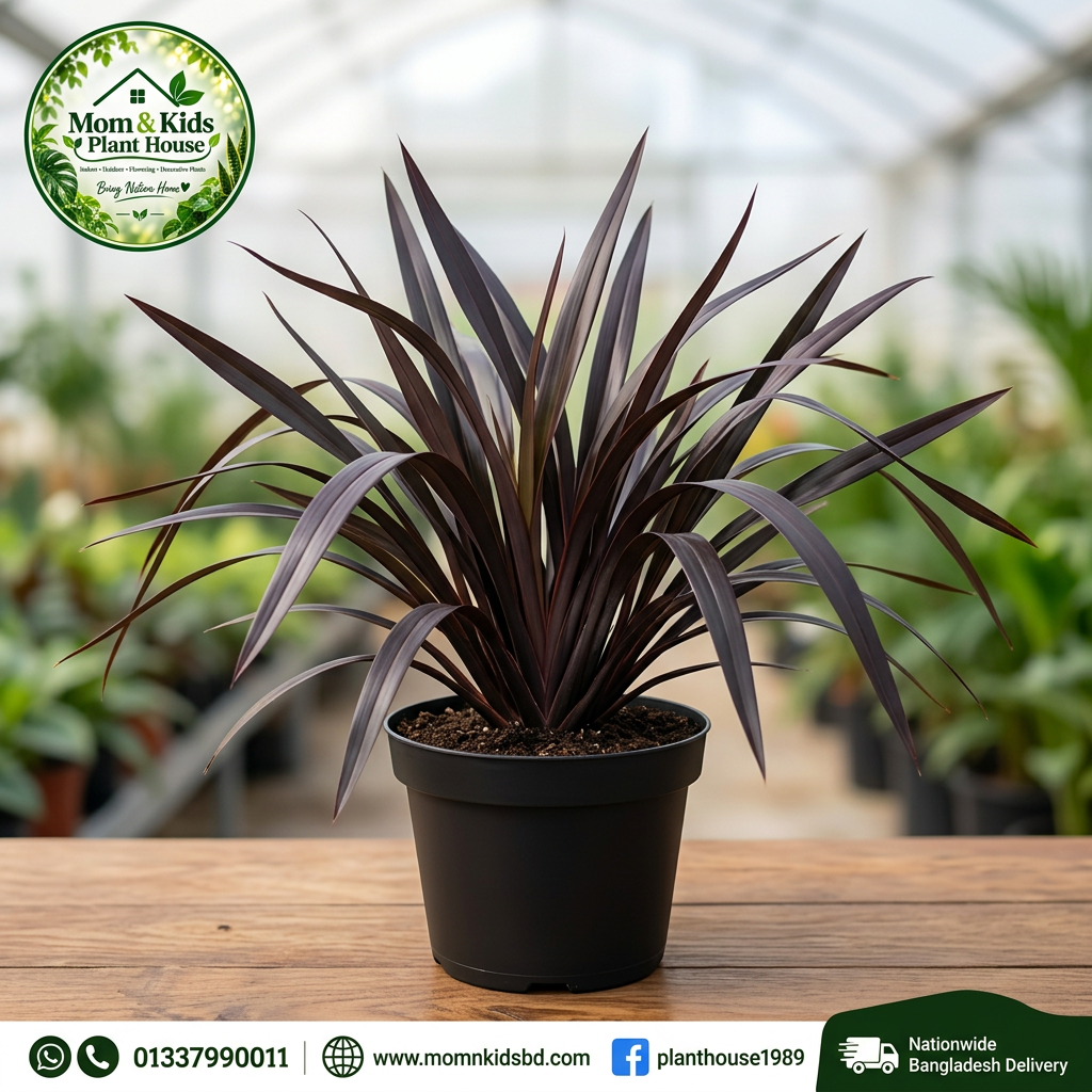 Black Magic / Platt's Black New Zealand Flax in Tob