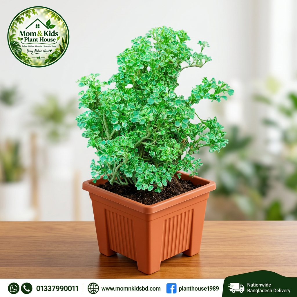 Variegated Aralia in square planter pot