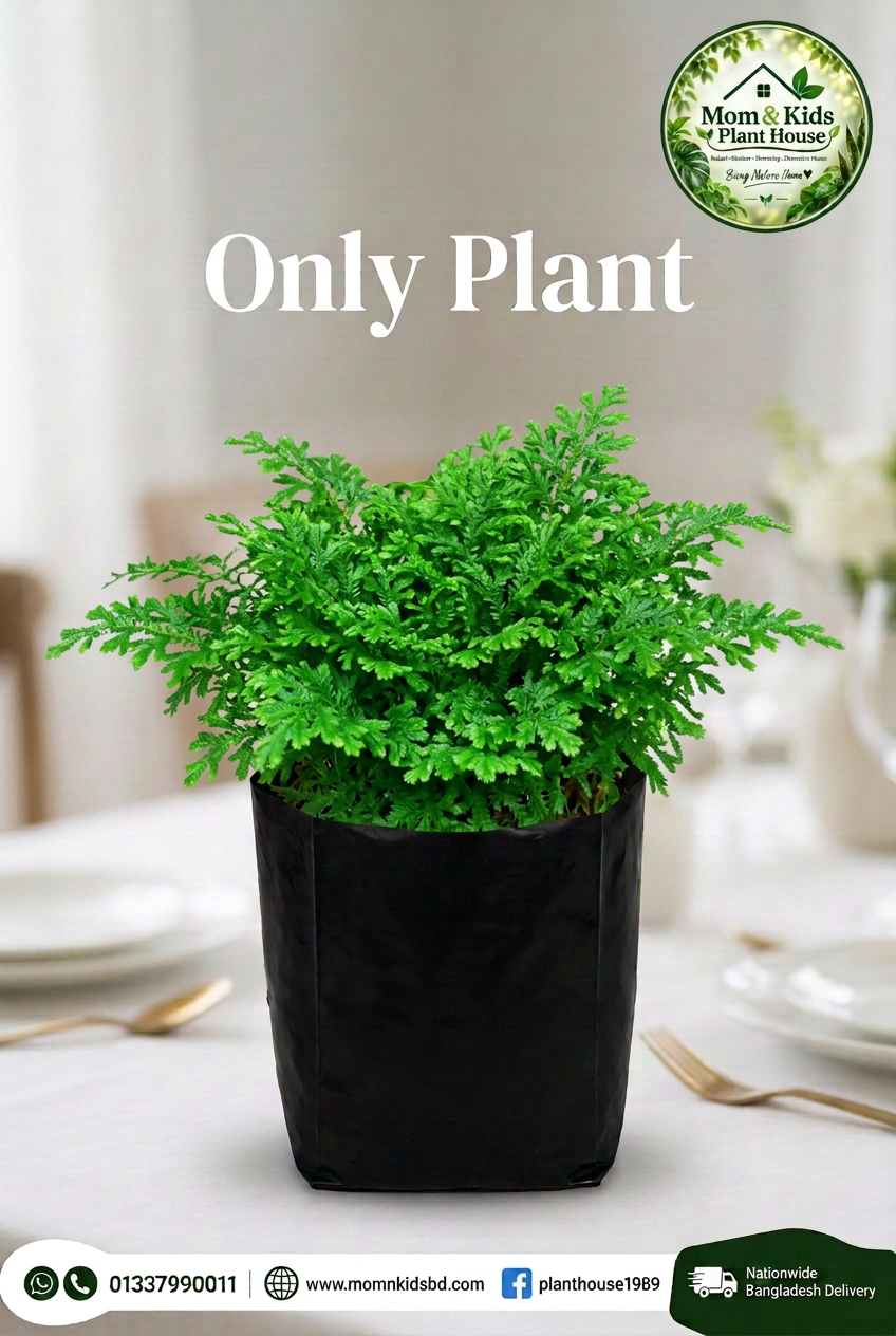 Peacock Moss (Selaginella) - Only Plant