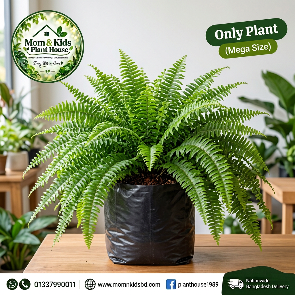 Boston Fern in Nursery Poly Bag - Only Plant (Mega Size)