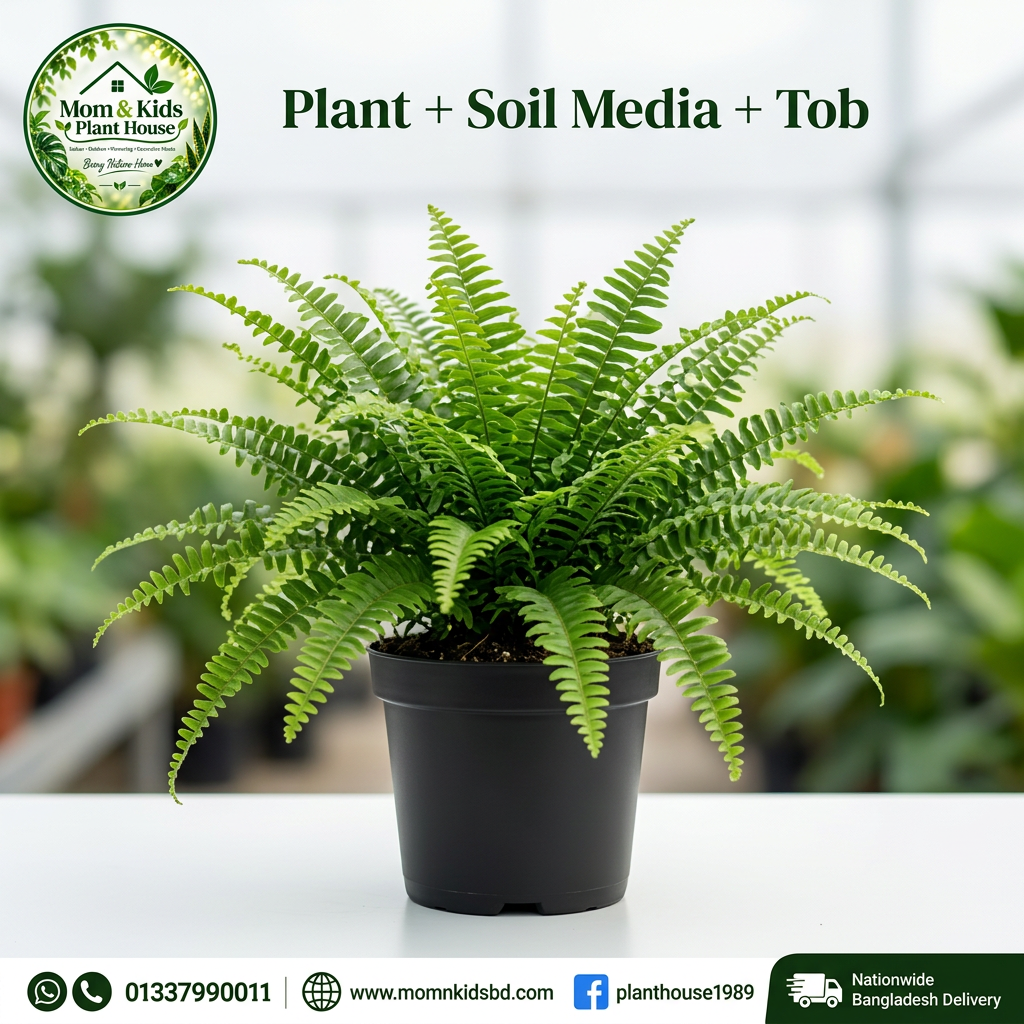 Boston Fern - Plant + Soil Media + Tob (Black Tob)