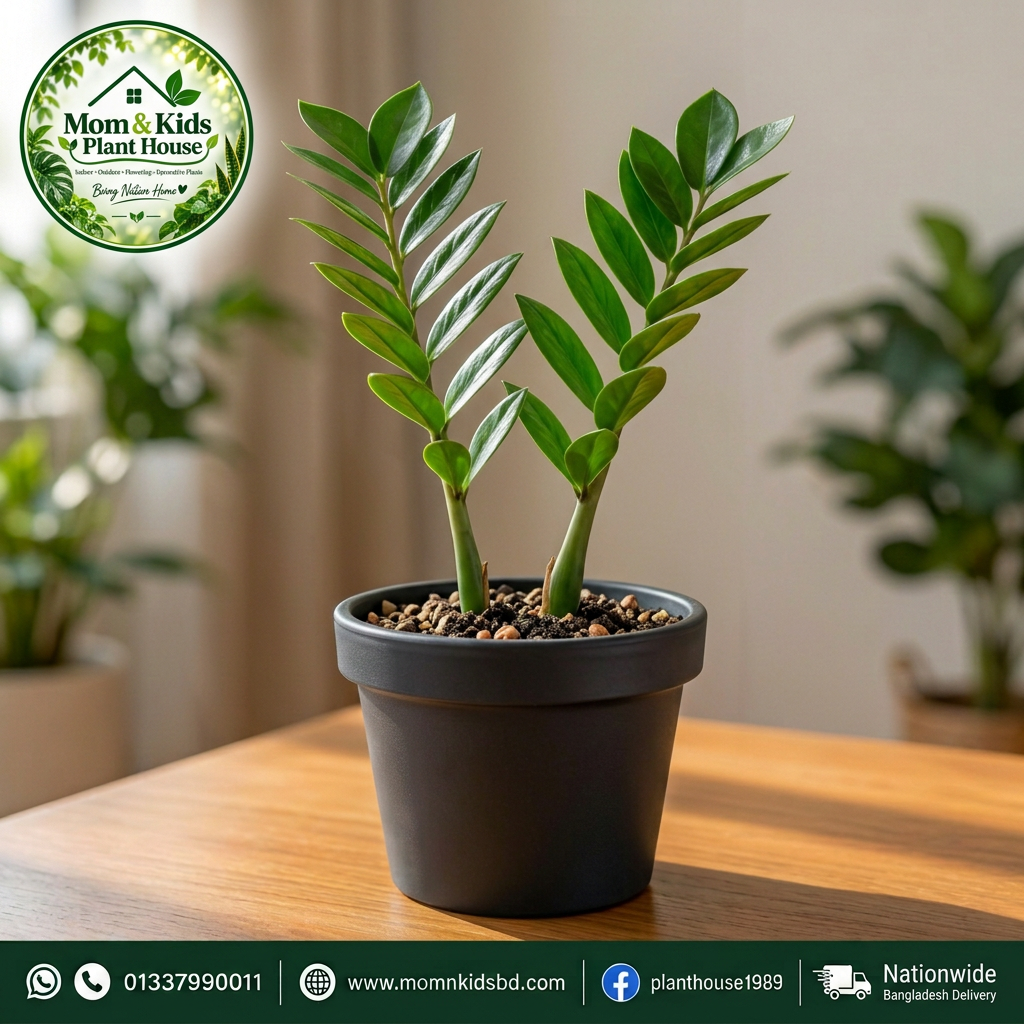 ZZ Plant in Black Pot with 2 Sticks - Mom & Kids Plant House