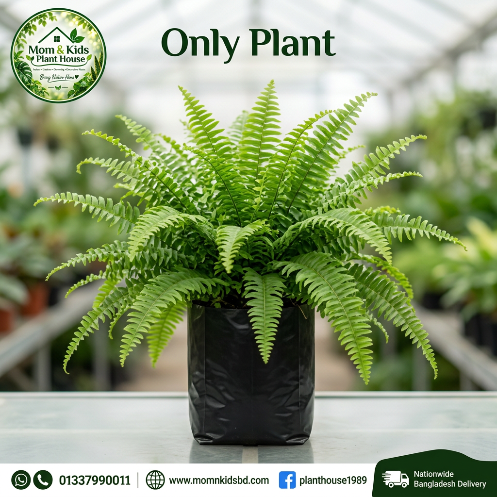 Boston Fern - Only Plant (Poly Bag)