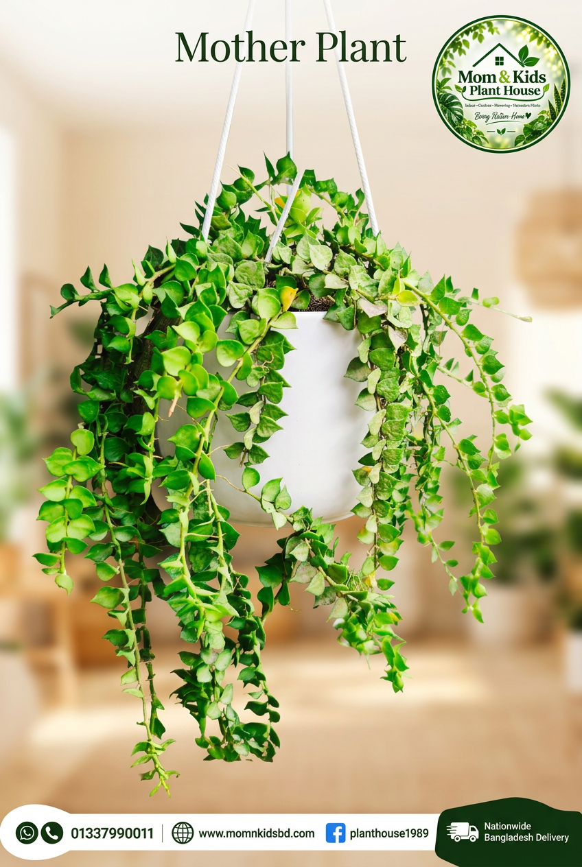 Million Hearts Plant - Mother Plant (মিলিয়ন হার্টস প্ল্যান্ট)