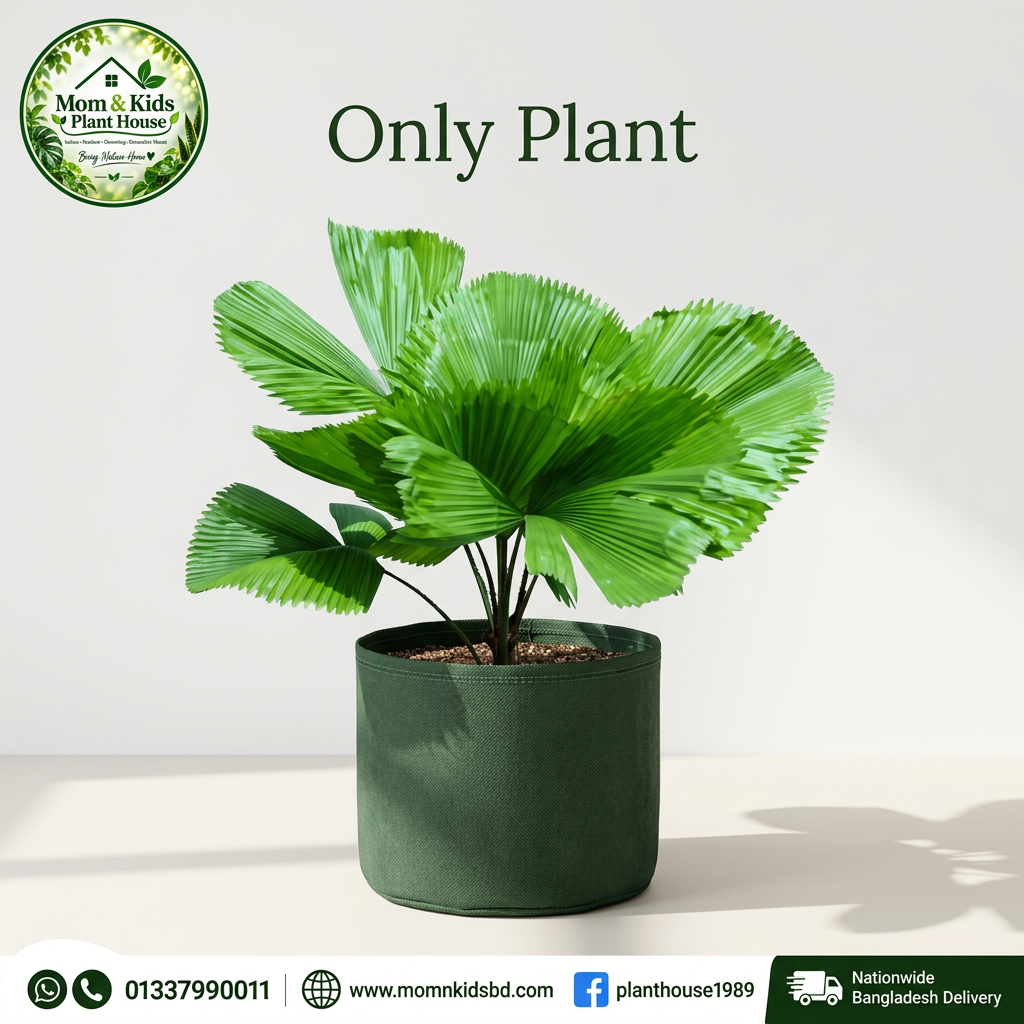 Taal Palm (Licuala grandis) plant in a clean geotextile fabric geo bag with Mom & Kids Plant House logo and contact footer
