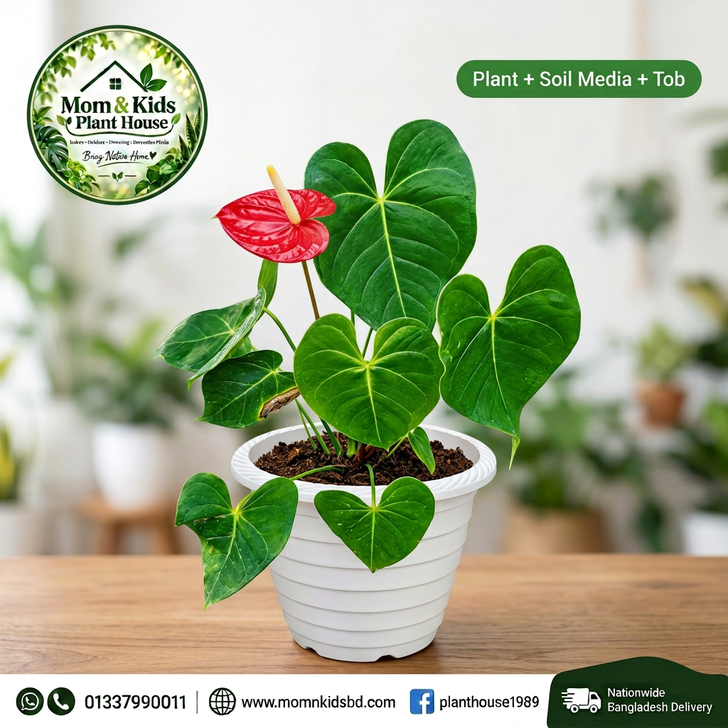 Anthurium Plant - Plant + Soil Media + Tob