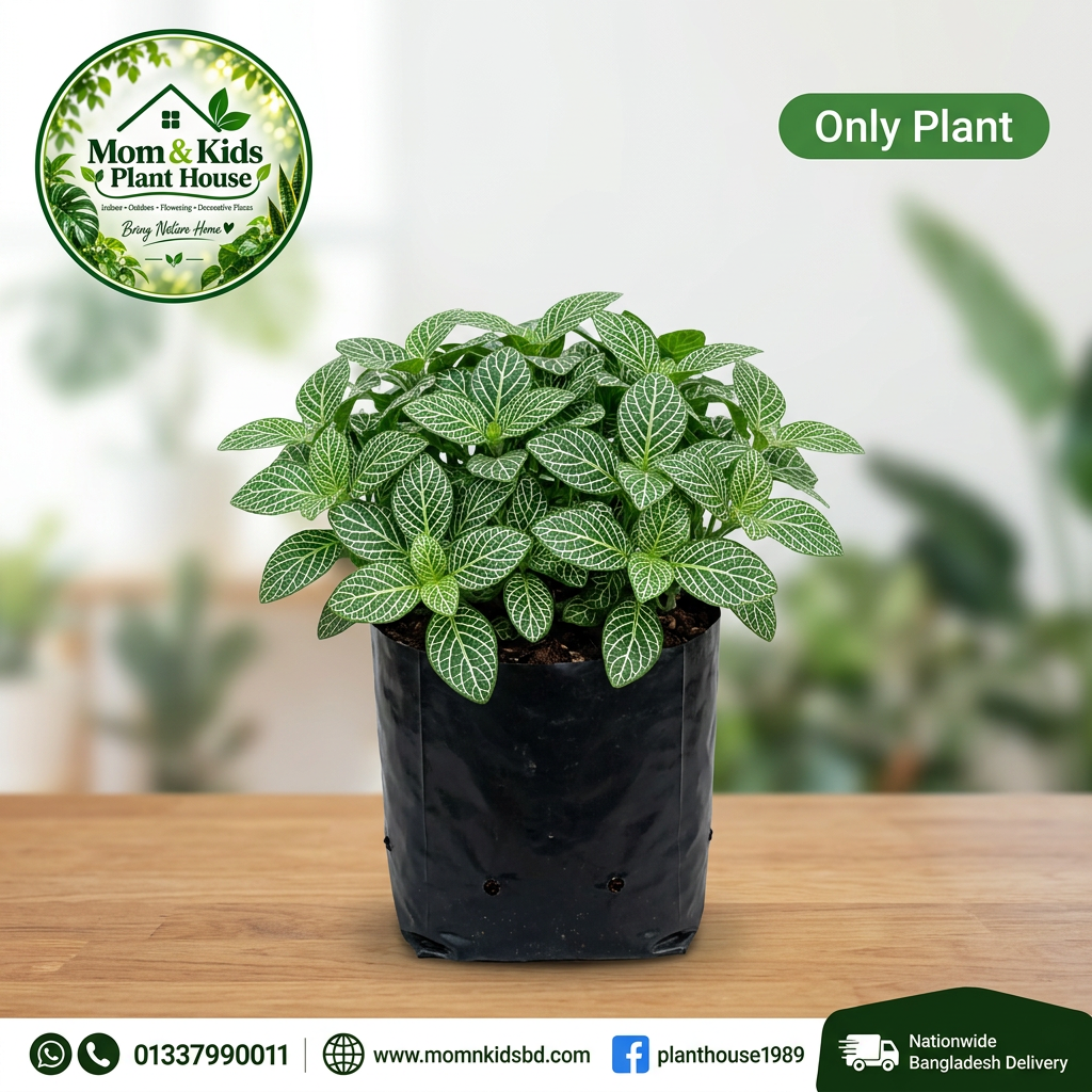 Fittonia in Polybag (Only Plant) - Mom & Kids Plant House