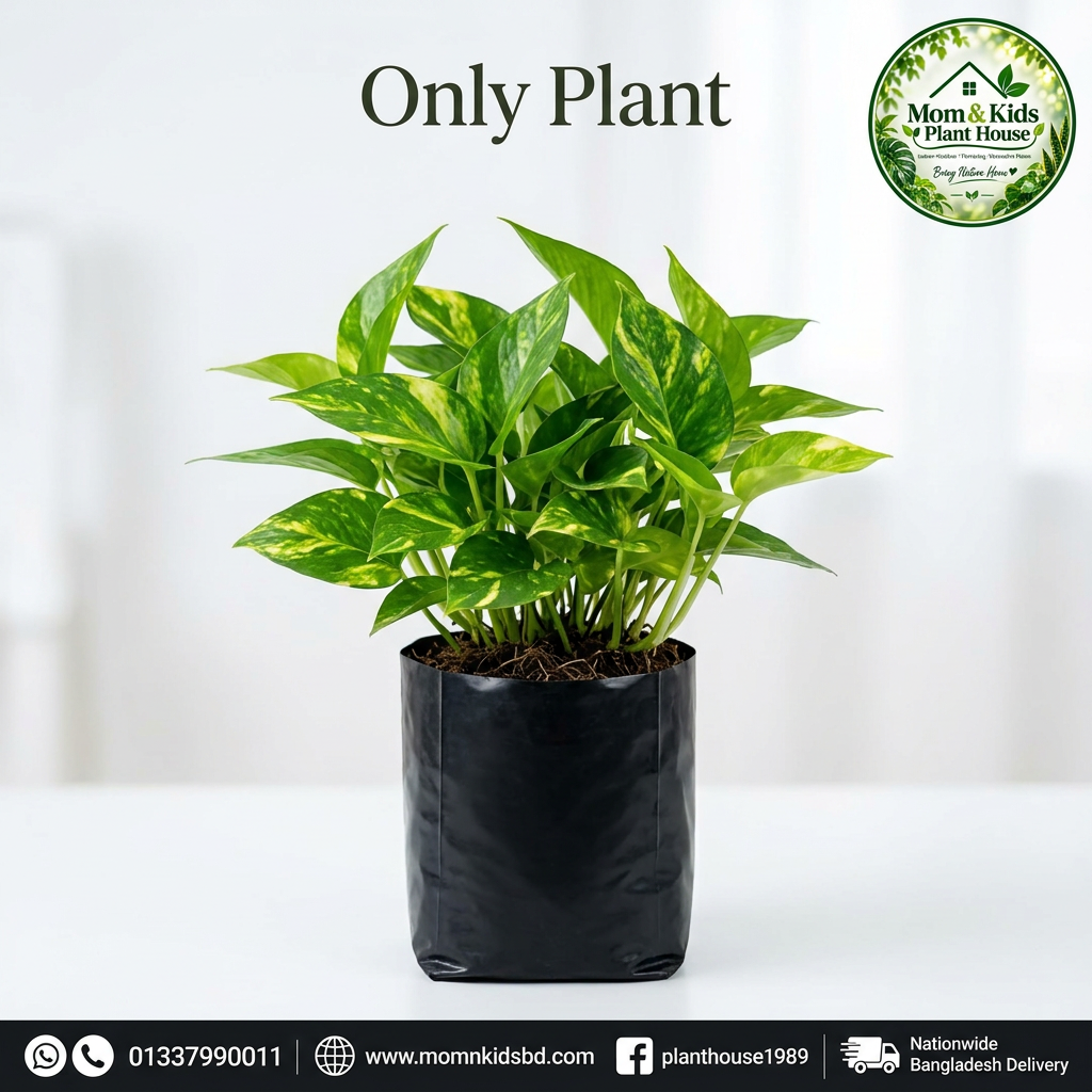 Money Plant in clean black poly bag (Only Plant) - Mom & Kids Plant House