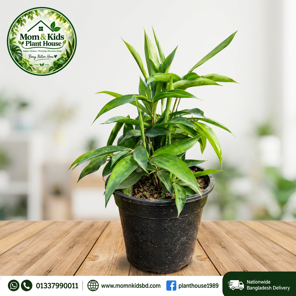 ড্রাসিনা (Dracaena sp.) - Mom & Kids Plant House