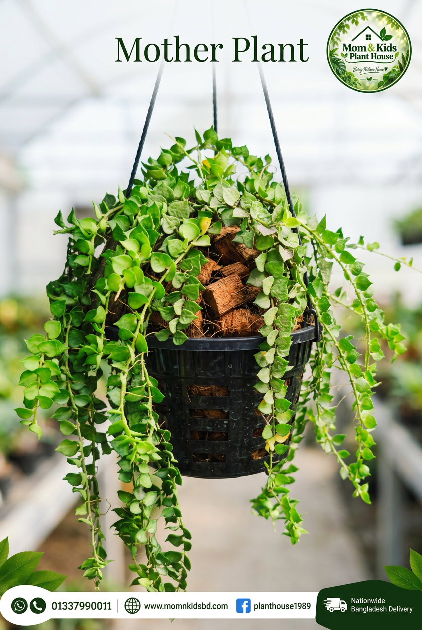 Million Hearts Plant - Mother Plant in Black Orchid Pot (মিলিয়ন হার্টস প্ল্যান্ট)