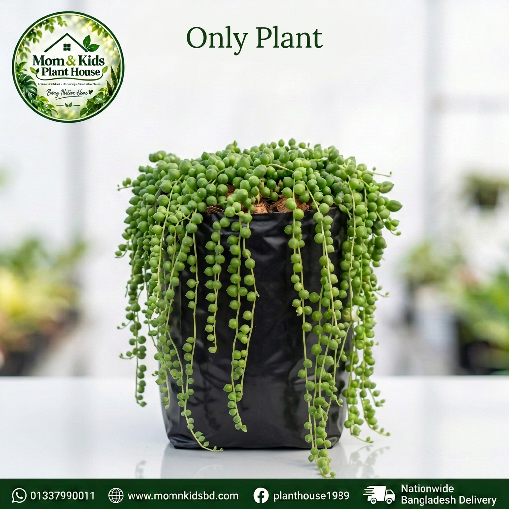 String of Pearls in Polybag (Only Plant) - Mom & Kids Plant House