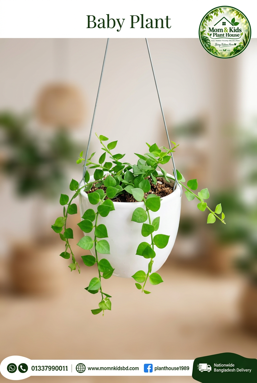 Million Hearts Plant - Baby Plant (মিলিয়ন হার্টস প্ল্যান্ট)