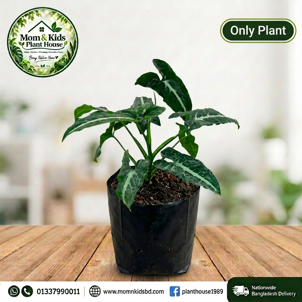 Syngonium Wendlandii in Polybag (Only Plant) - Mom & Kids Plant House