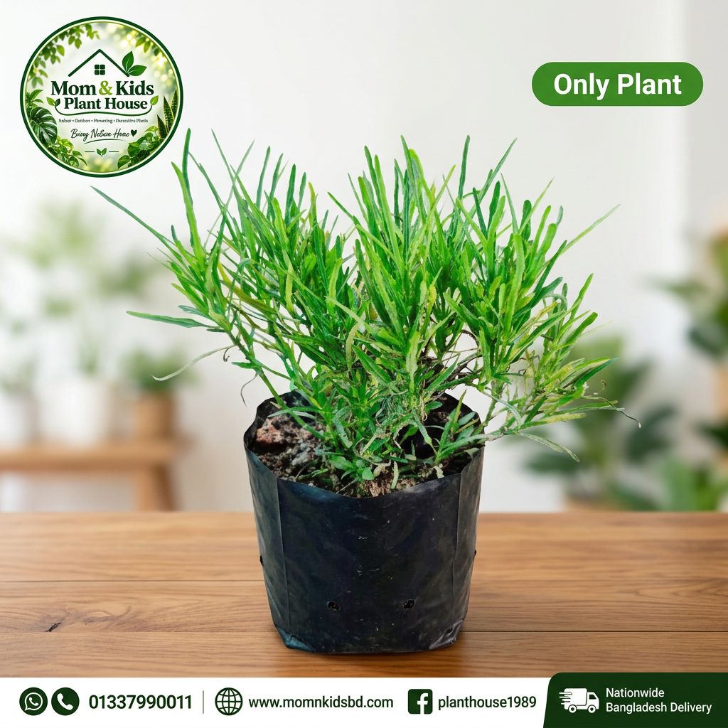 Hemigraphis repanda 'Green' in black nursery poly bag