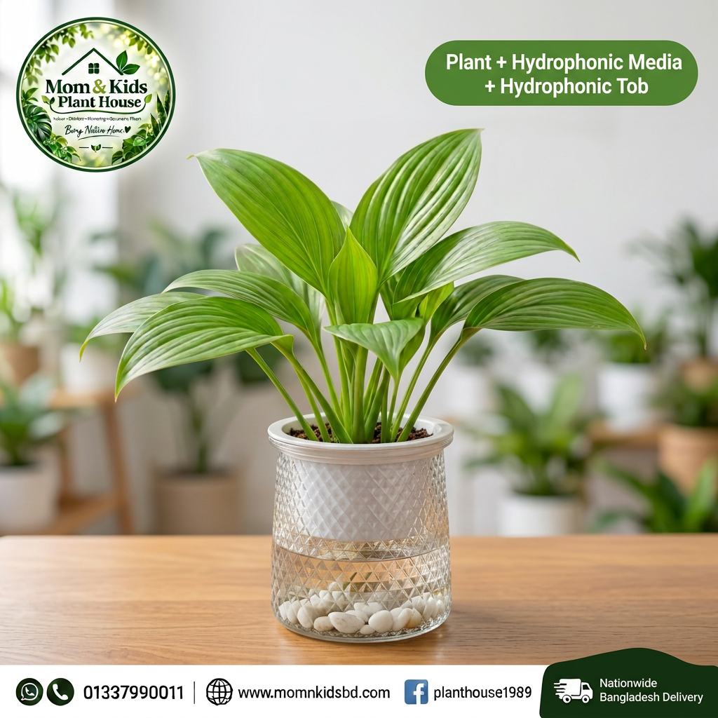 Peace Lily in Hydrophonic Glass Pot with Pebbles