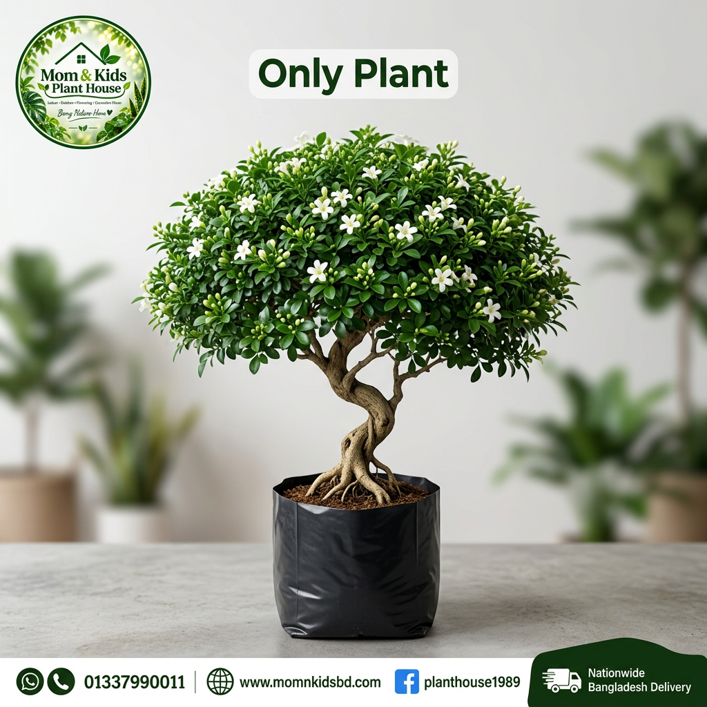 Kamini Bonsai - Only Plant (Polybag)