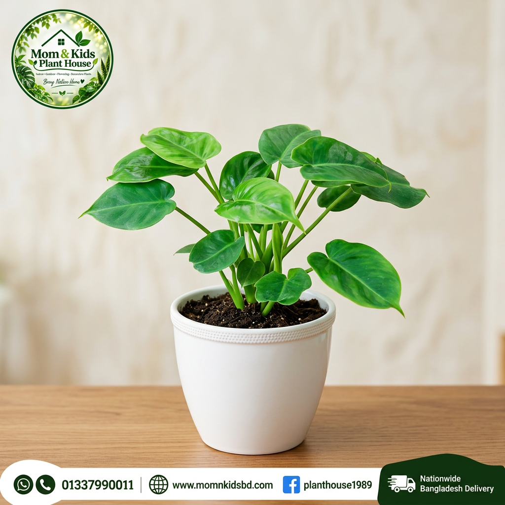 Philodendron Plant in Pot - Mom & Kids Plant House