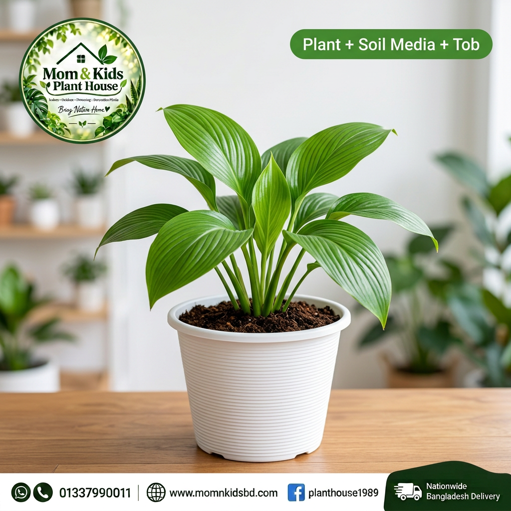 Peace Lily in White Planter Tob with Soil Media