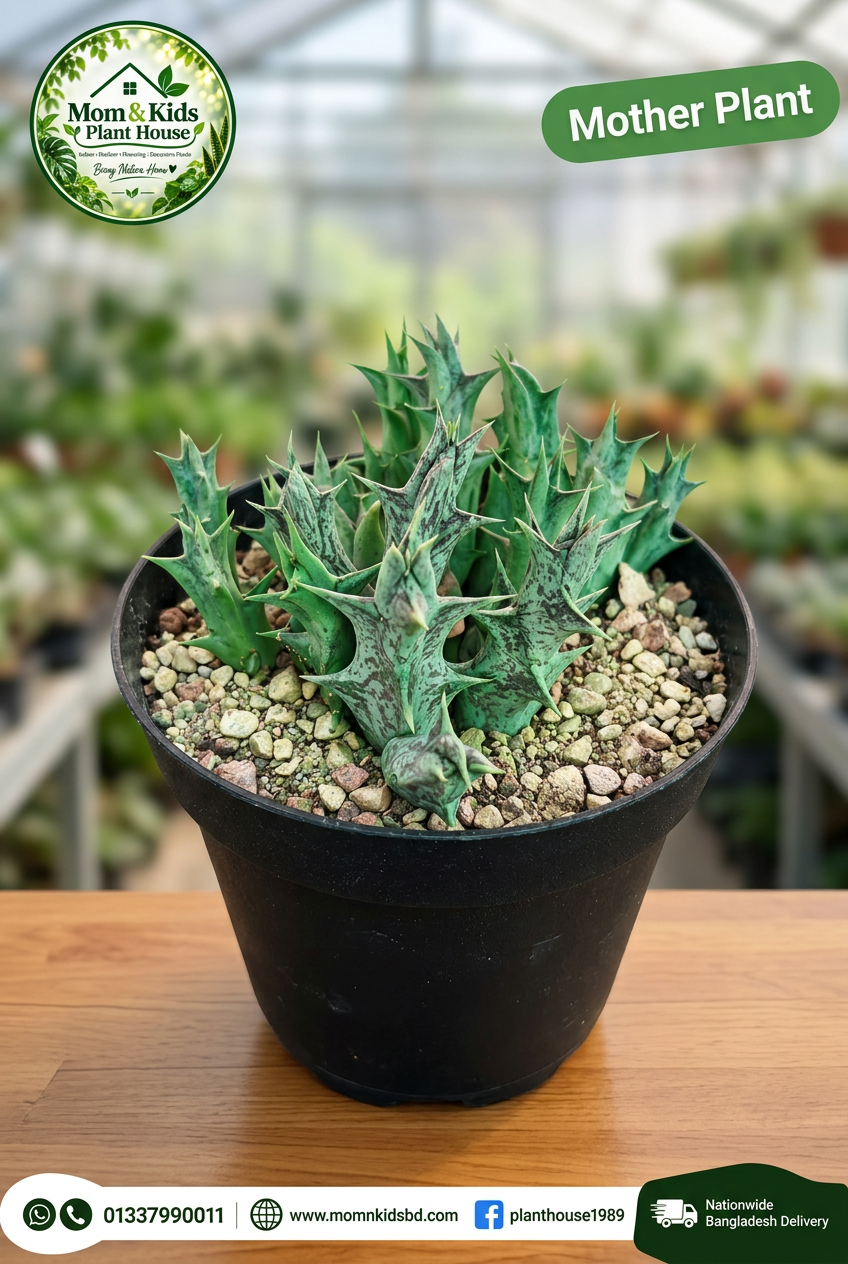 Huernia (Lifesaver Cactus) Mother Plant