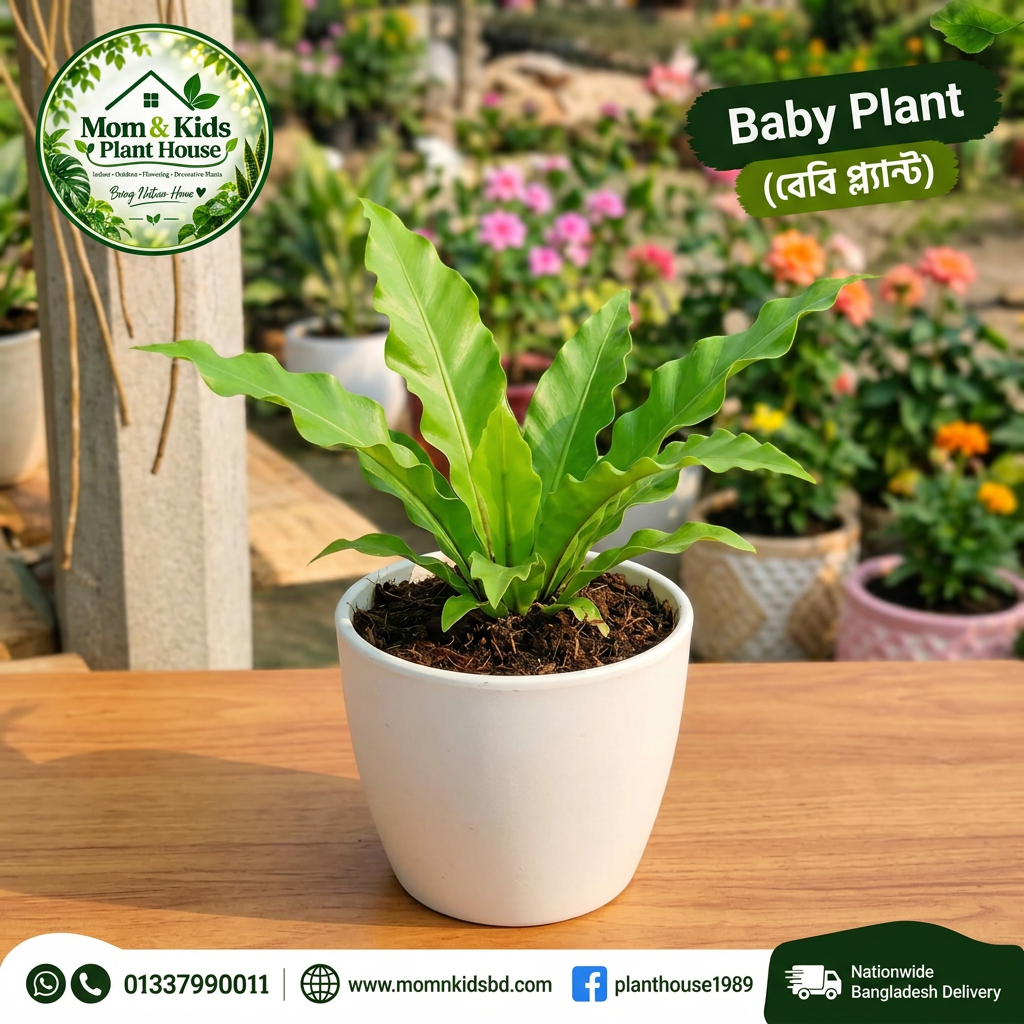 Wave of Love Anthurium - Baby Plant