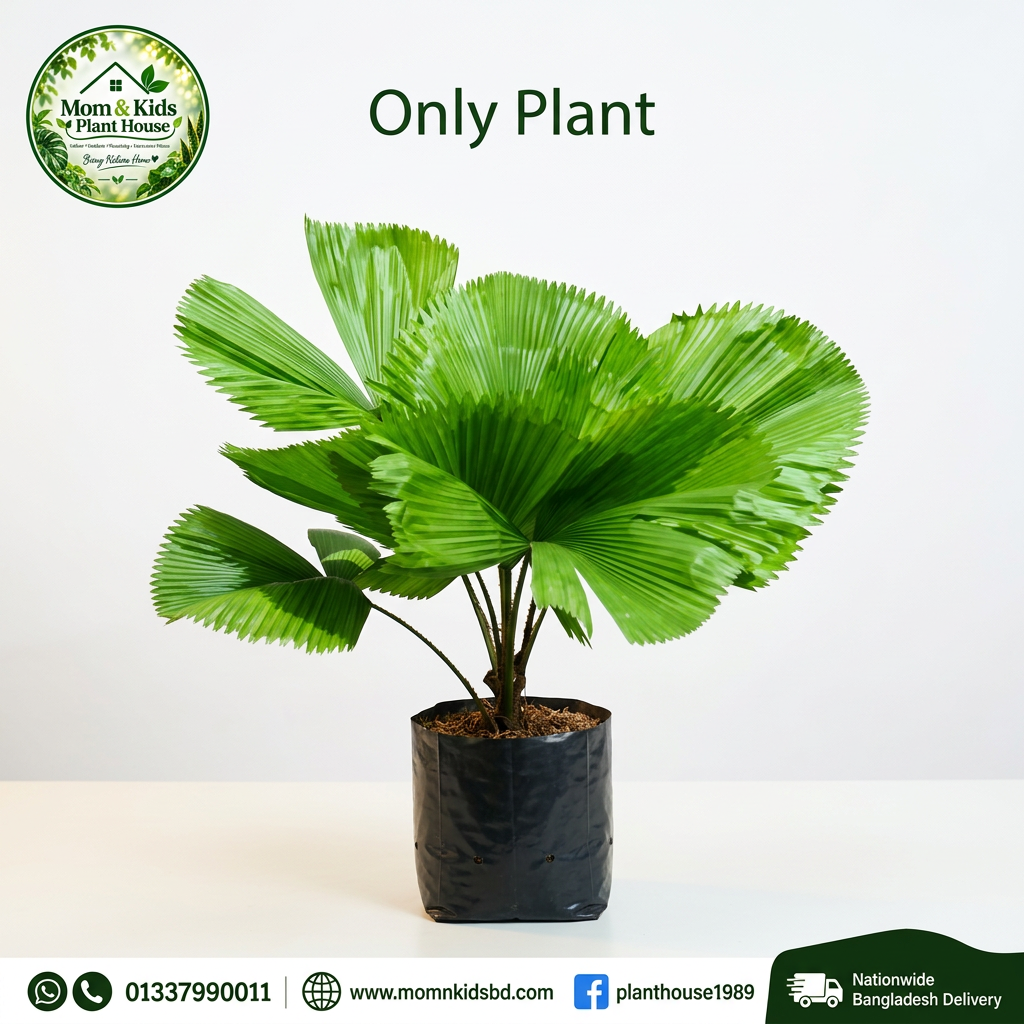 Taal Palm (Licuala grandis) plant in a clean black nursery grow bag, second angle, with Mom & Kids Plant House logo and contact footer