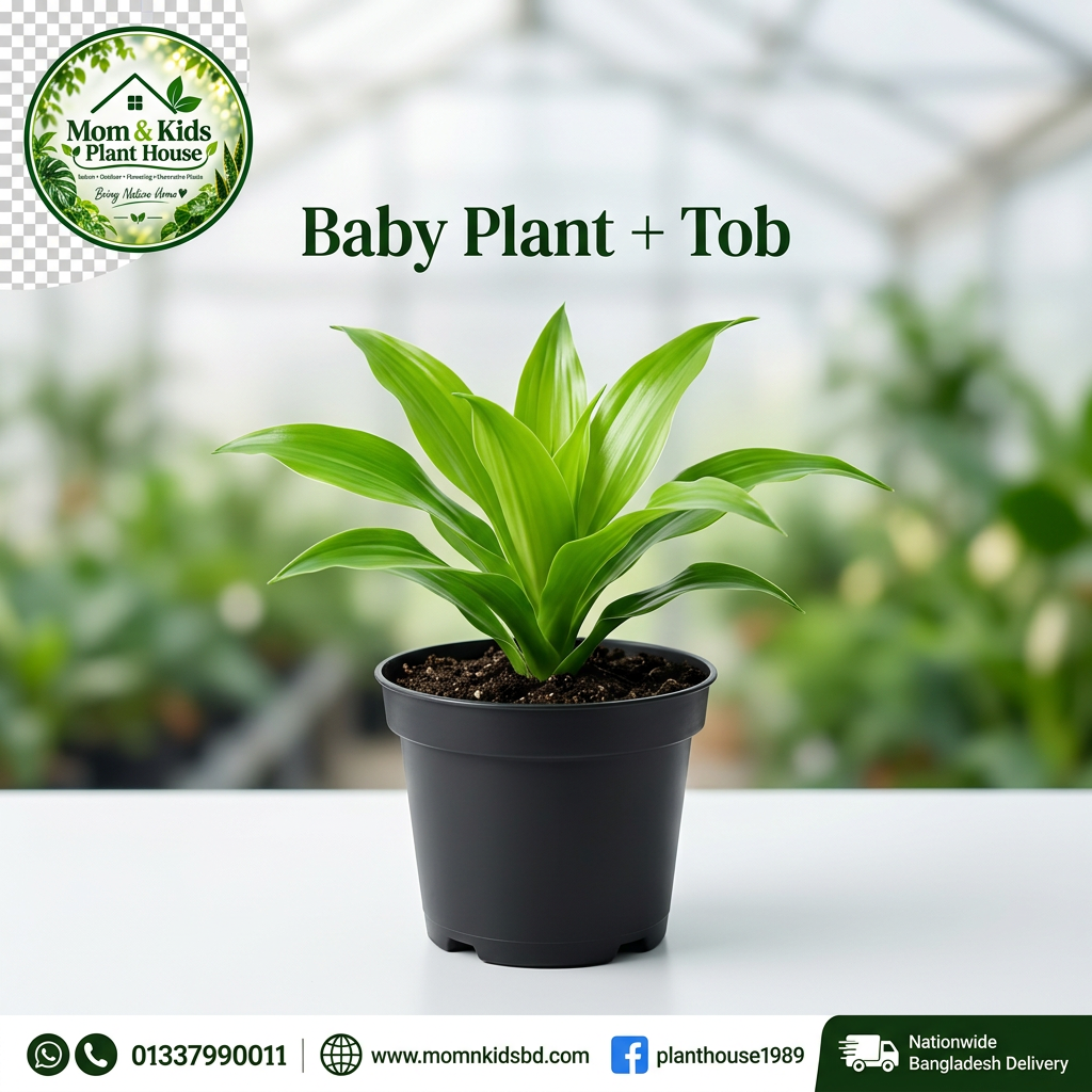 Green Dracaena Plant | গ্রিন ড্রাসিনা প্ল্যান্ট