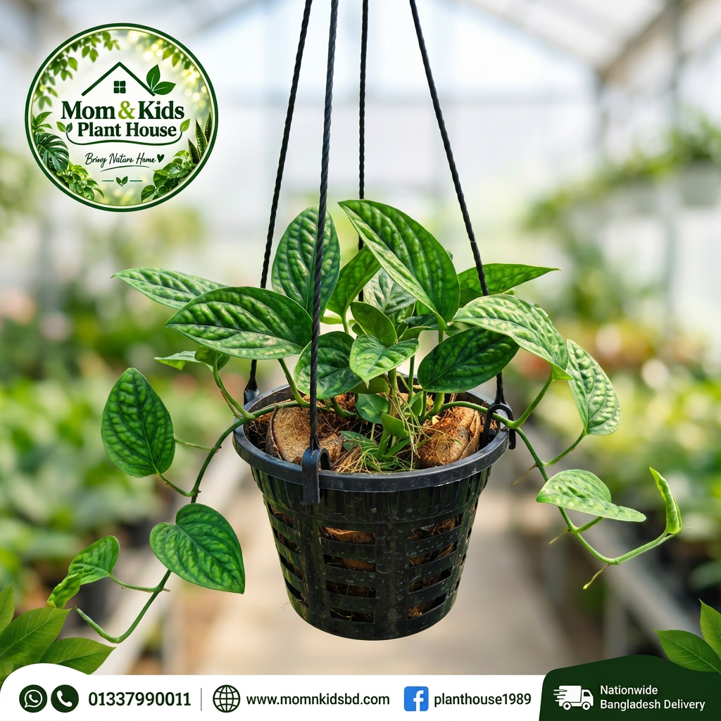 Monstera Peru in Hanging Black Orchid Pot - Mom & Kids Plant House