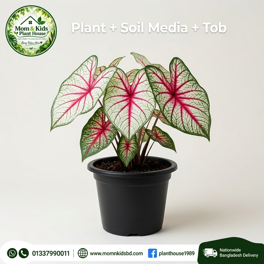 Indian Caladium Plant with pot and soil media - Mom & Kids Plant House