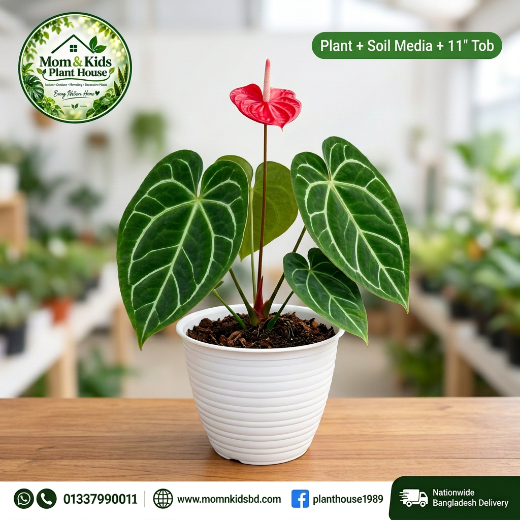 Anthurium crystallinum Plant + Soil Media + 11" Tob
