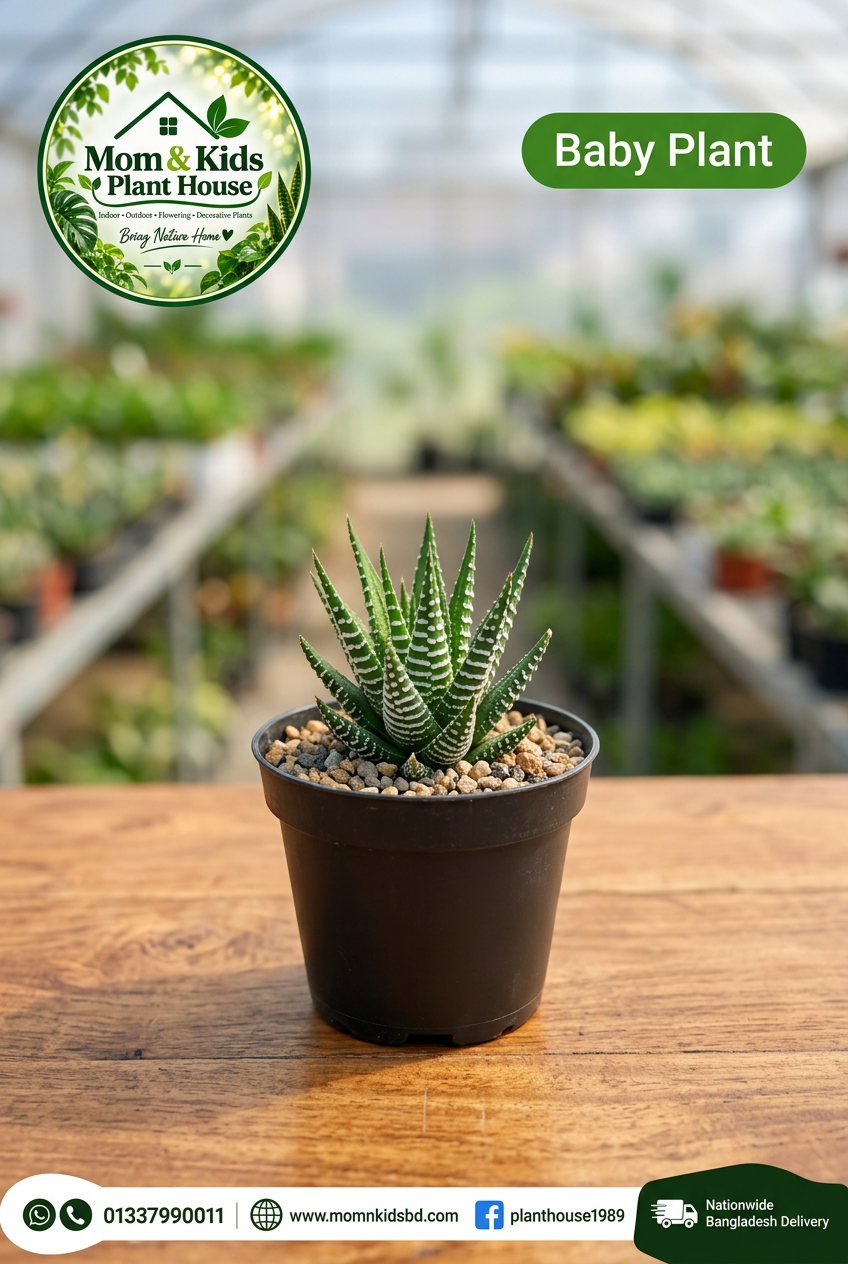 Zebra Haworthia Baby Plant