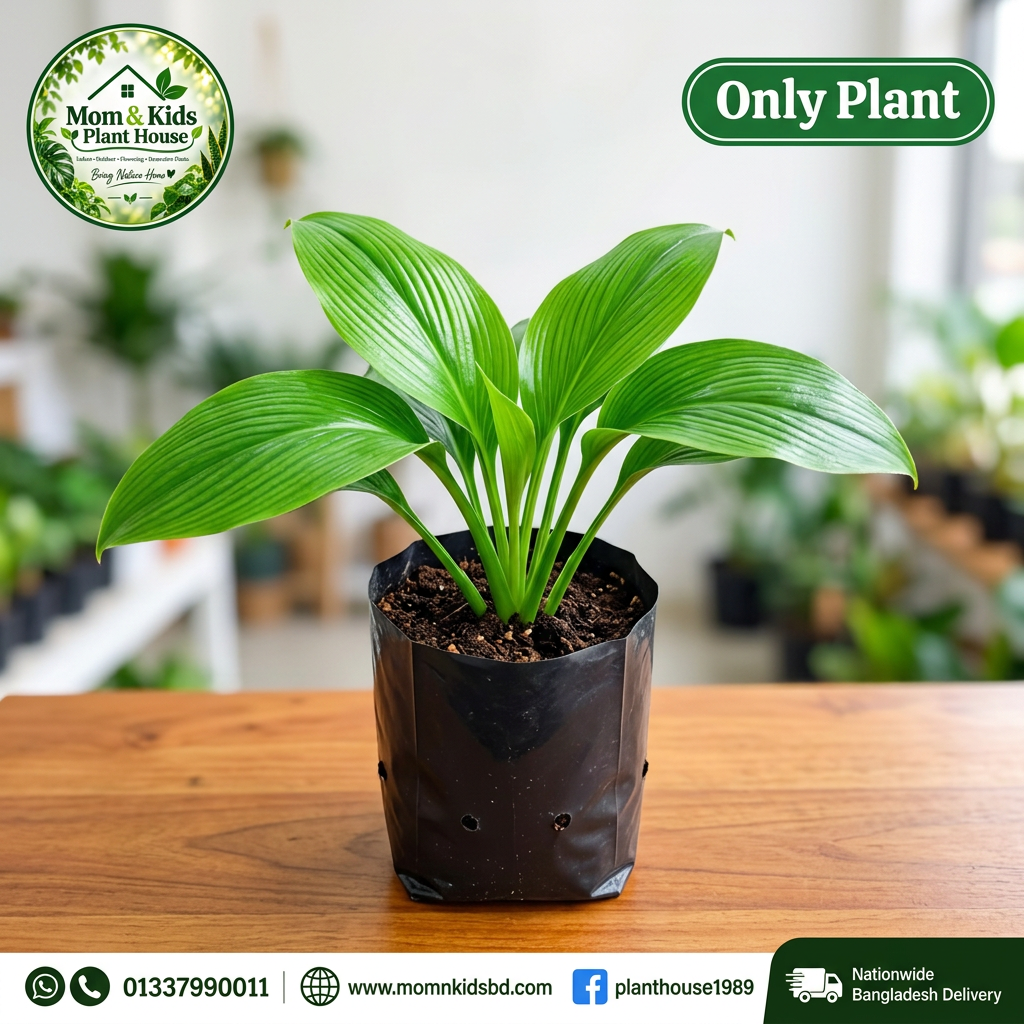 Peace Lily in Nursery Poly Bag - Only Plant