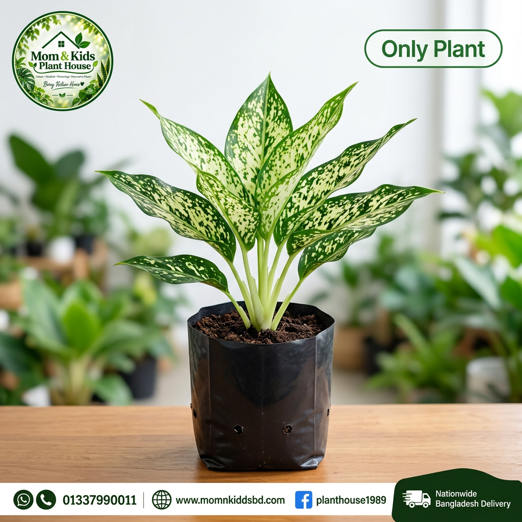 Aglaonema 'Snow White' - Only Plant