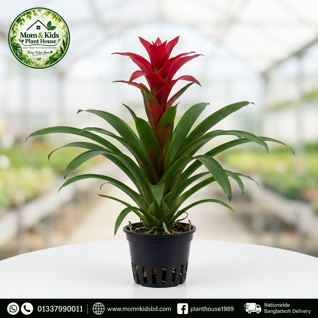 Bromeliad Orchid in Black Slotted Orchid Pot - Mom & Kids Plant House