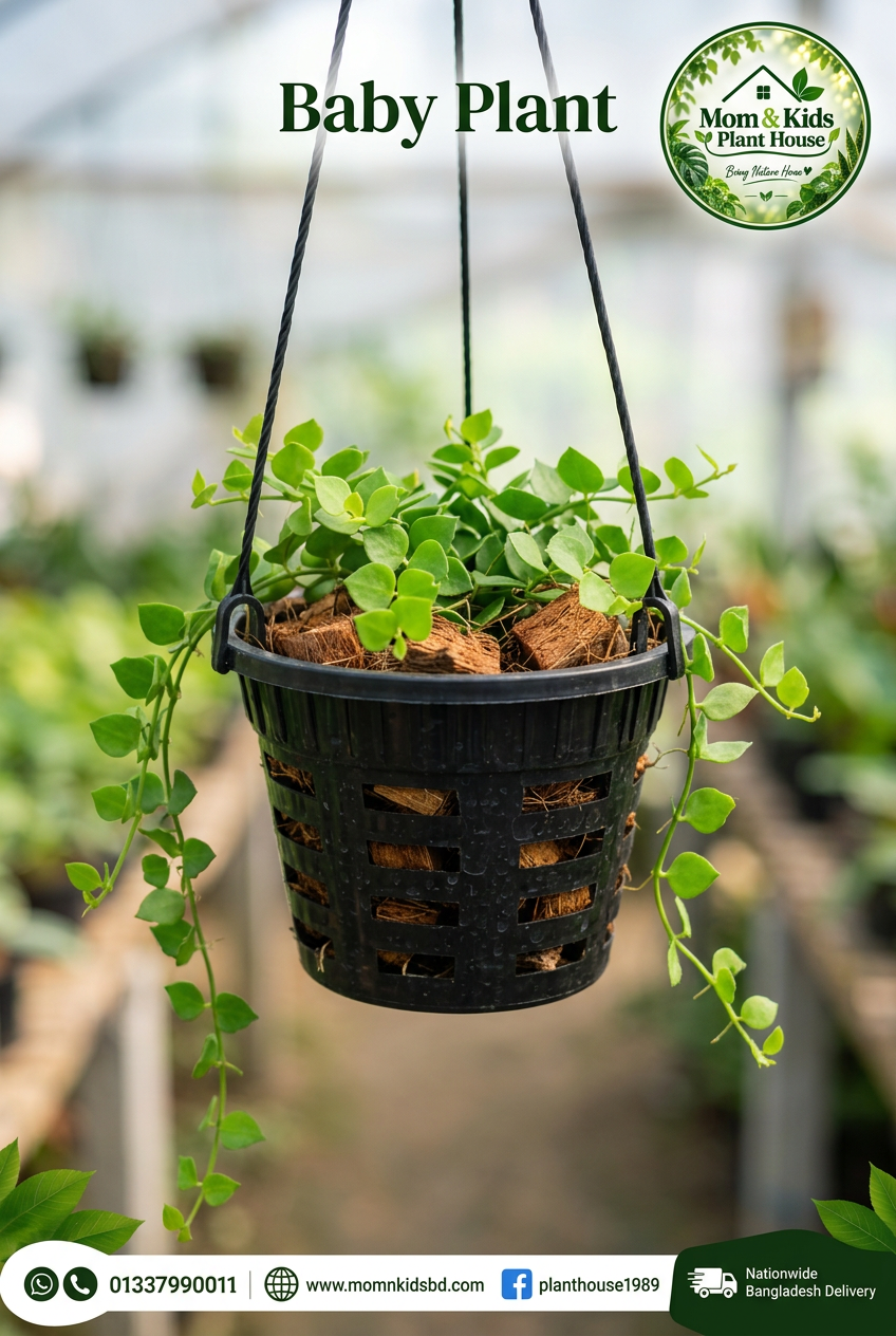 Million Hearts Plant - Baby Plant in Black Orchid Pot (মিলিয়ন হার্টস প্ল্যান্ট)
