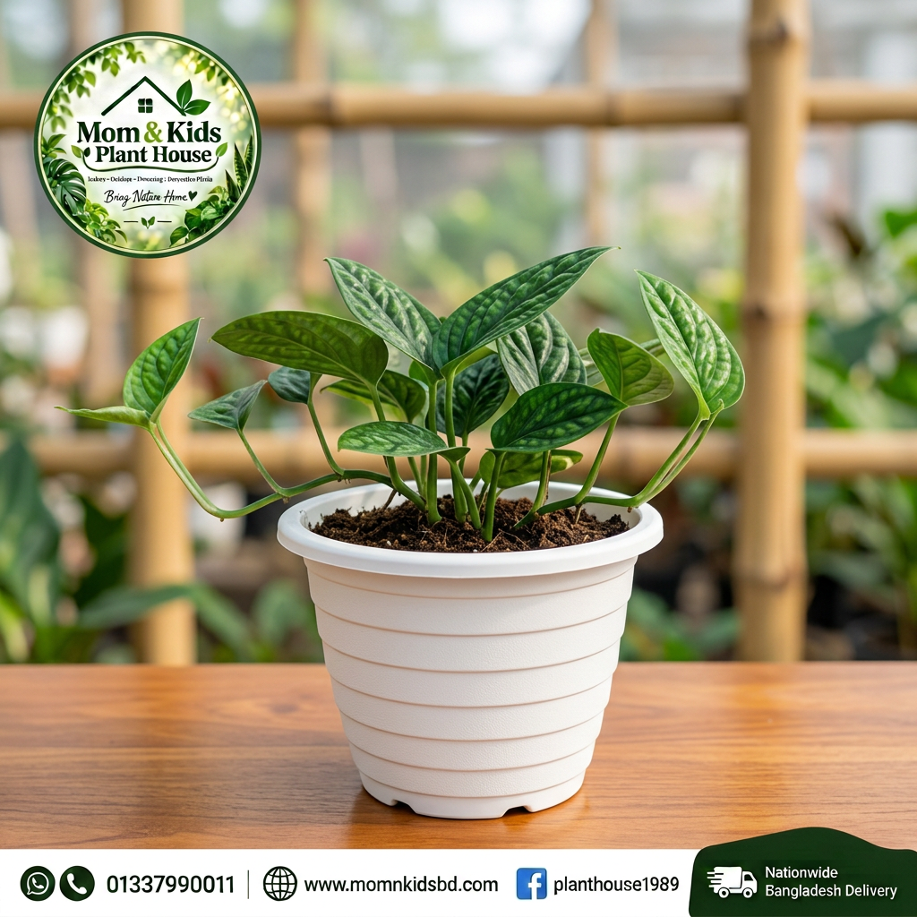 Monstera Peru in White Ribbed Pot - Mom & Kids Plant House