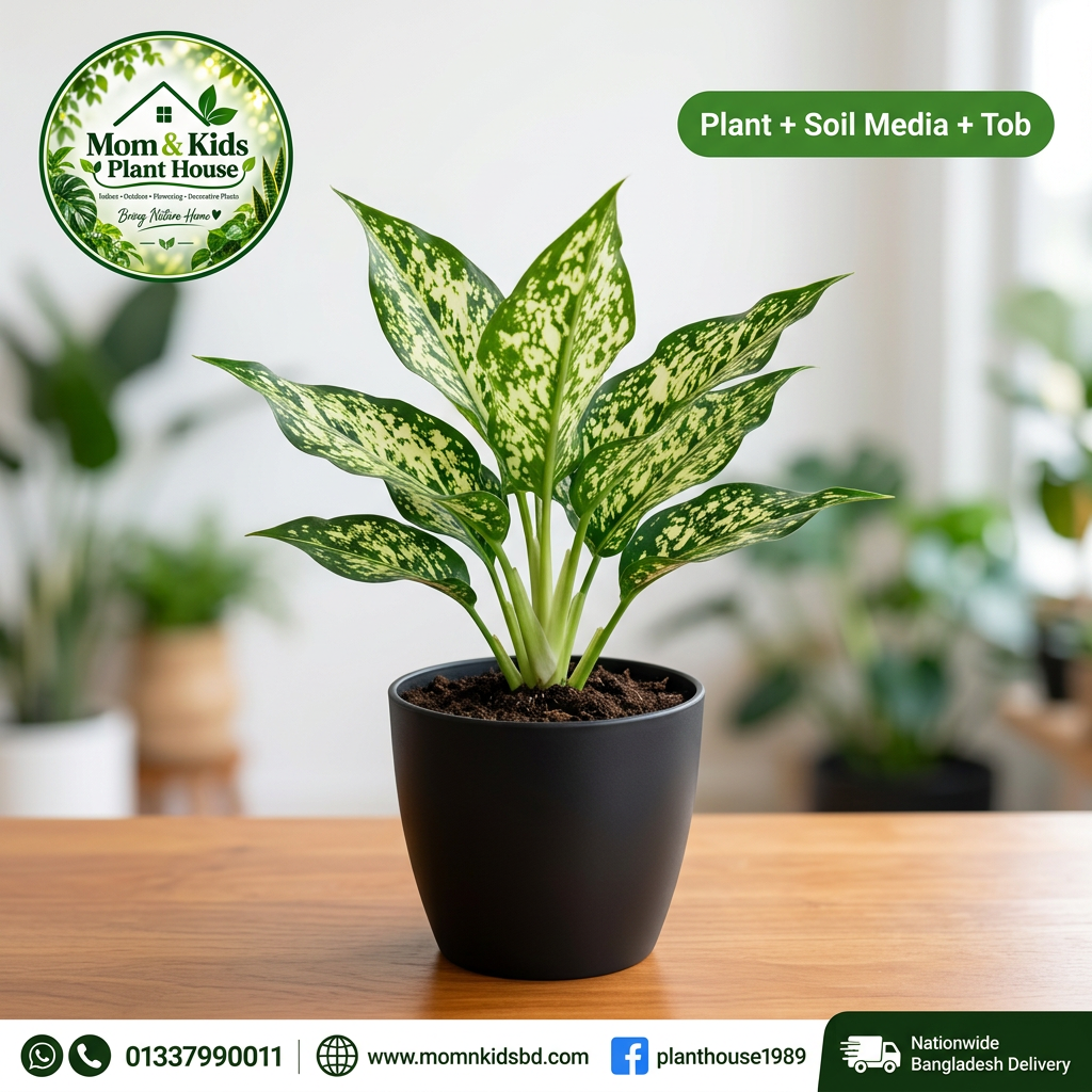 Aglaonema Snow White