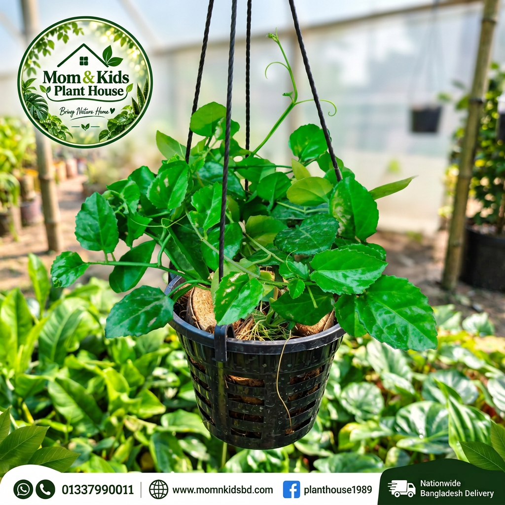 Arabian Wax Ivy in Hanging Black Orchid Pot - Mom & Kids Plant House