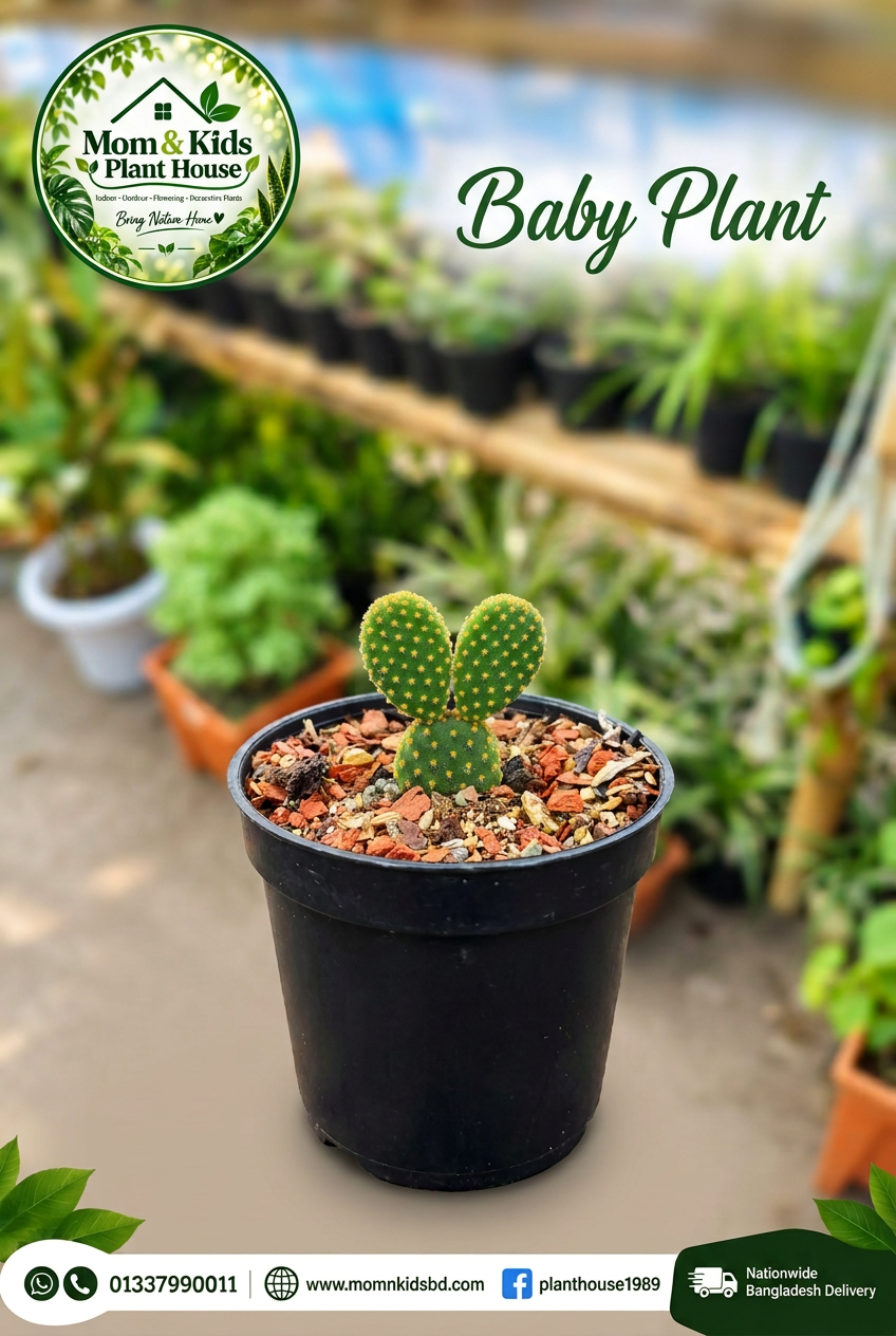 Baby Plant - Bunny Ears Cactus in a small black nursery pot
