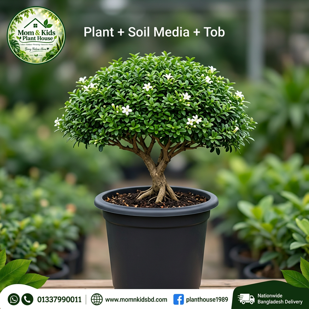 Kamini Bonsai - Plant + Soil Media + Tob