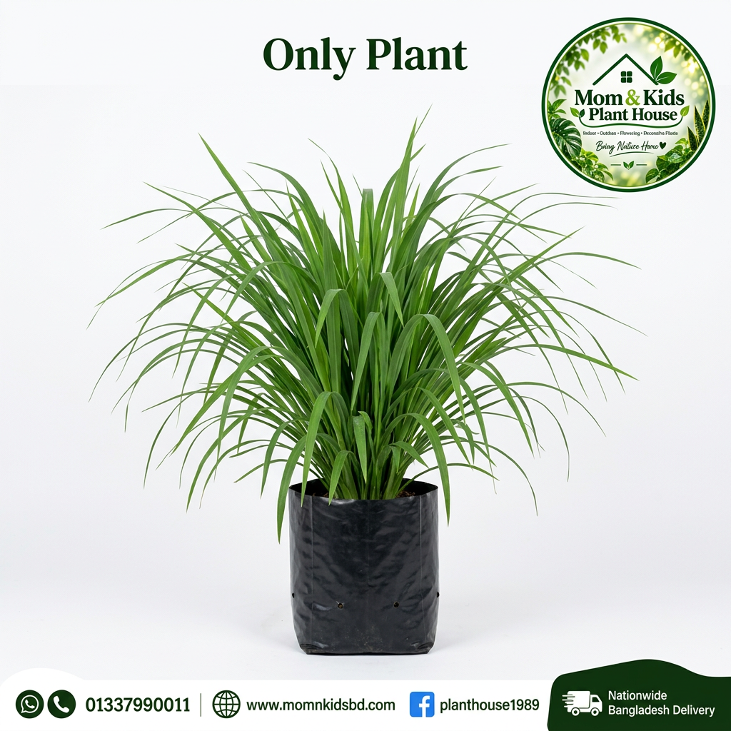 Thai Sup Pata plant in a clean black poly bag with Mom & Kids Plant House logo and contact footer