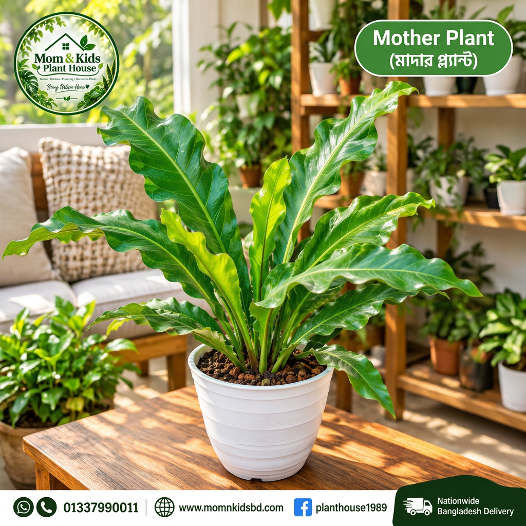 Wave of Love Anthurium - Mother Plant