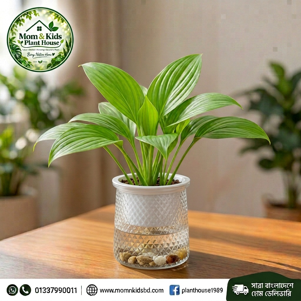 Peace Lily in Hydroponic Self-Watering Glass Pot