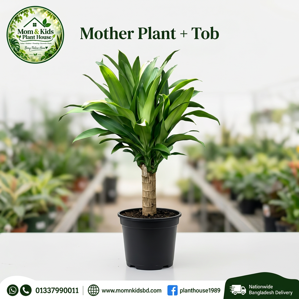 Green Dracaena Plant | গ্রিন ড্রাসিনা প্ল্যান্ট