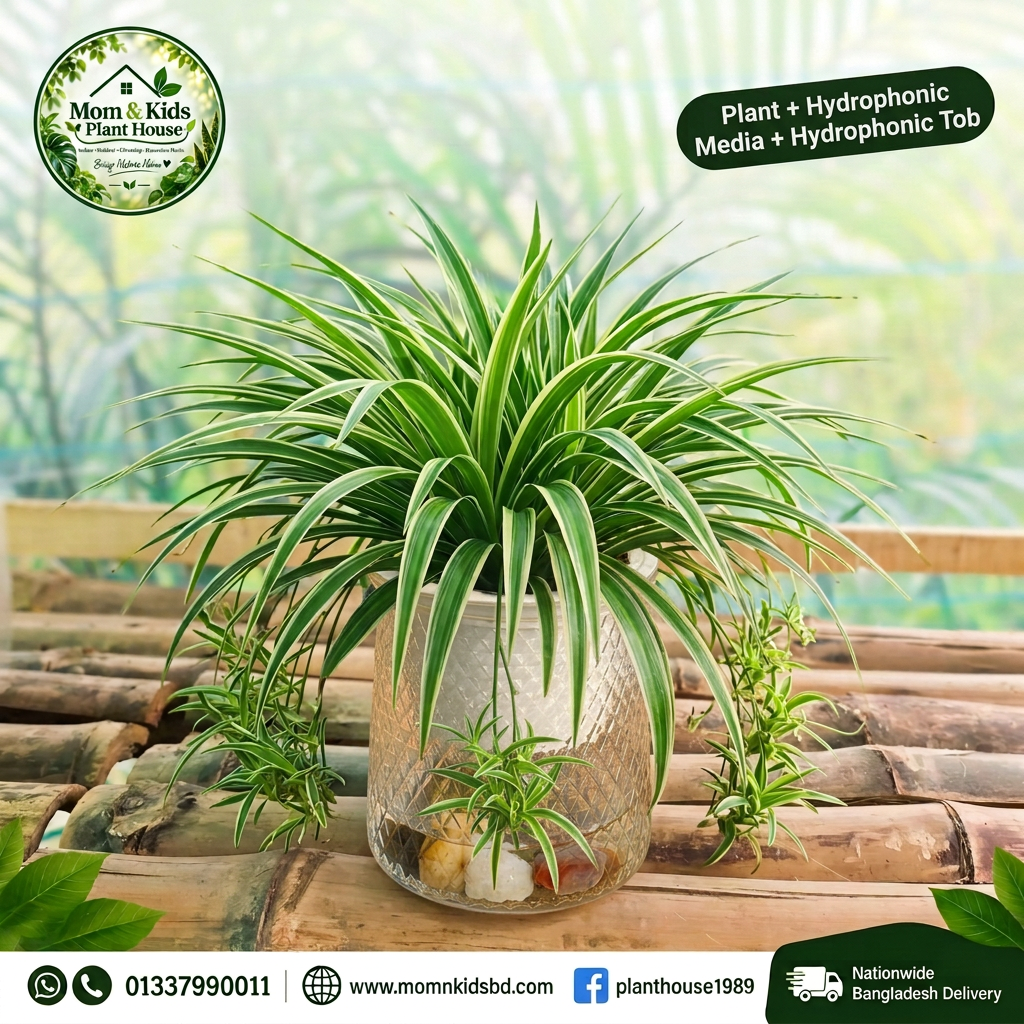 Spider Plant in Hydroponic Glass Pot
