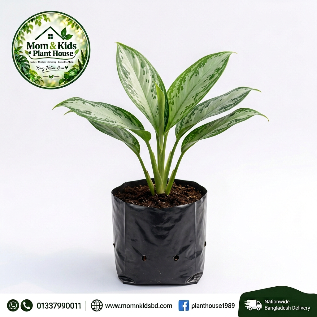 Aglaonema Silver in Nursery Poly Bag