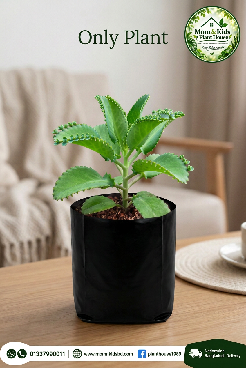 Mother of Thousands - Single Plant in Poly Bag (মাদার অব থাউজেন্ডস শুধু গাছ একক চারা)