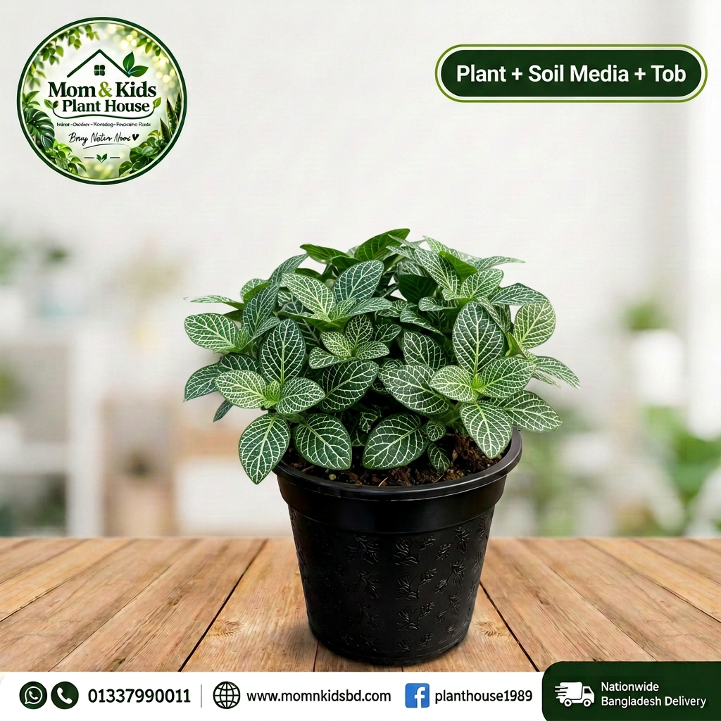 Fittonia in Black Patterned Pot (Plant + Soil Media + Tob) - Mom & Kids Plant House