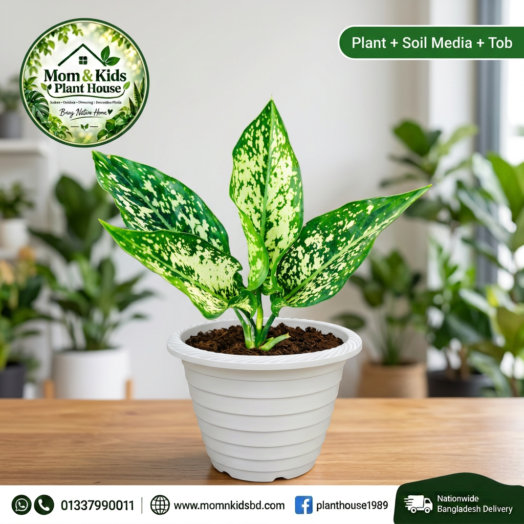 Aglaonema 'Snow White' - Plant + Soil Media + Tob