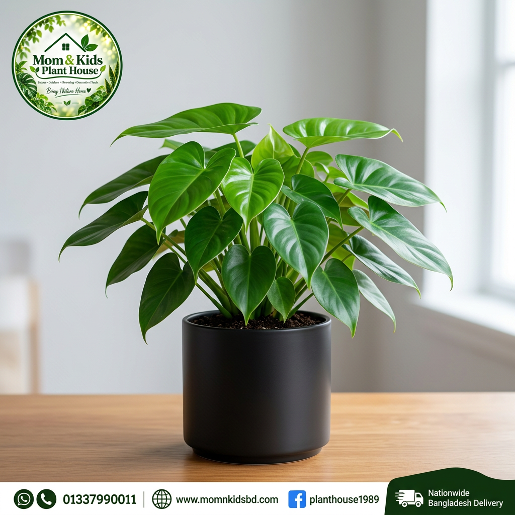 Philodendron in Black Matte Pot - Mom & Kids Plant House