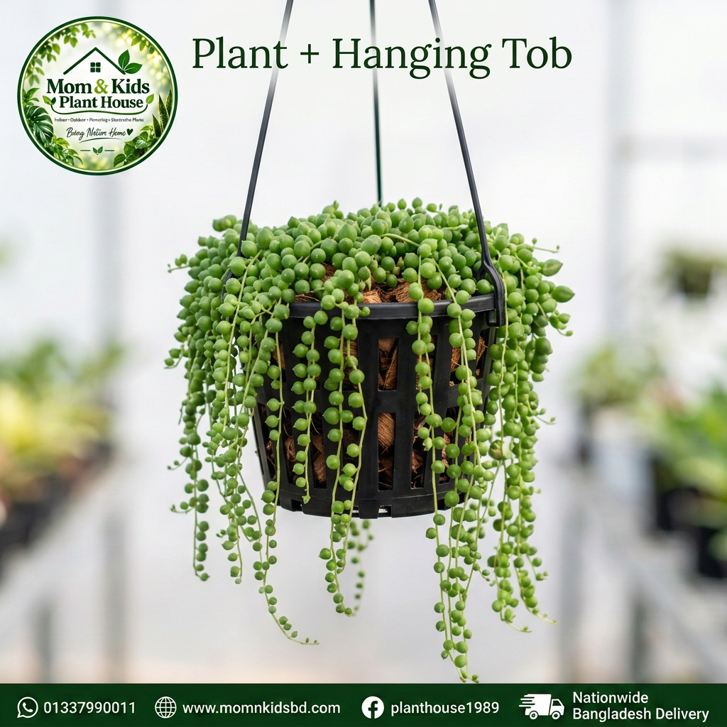 String of Pearls in Black Hanging Net Pot - Mom & Kids Plant House